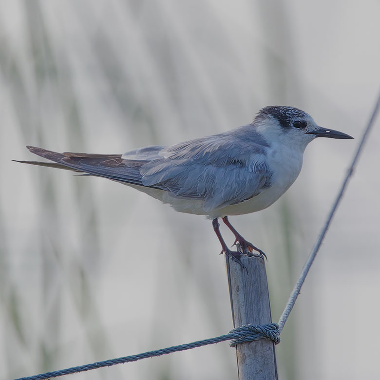 Common Tern