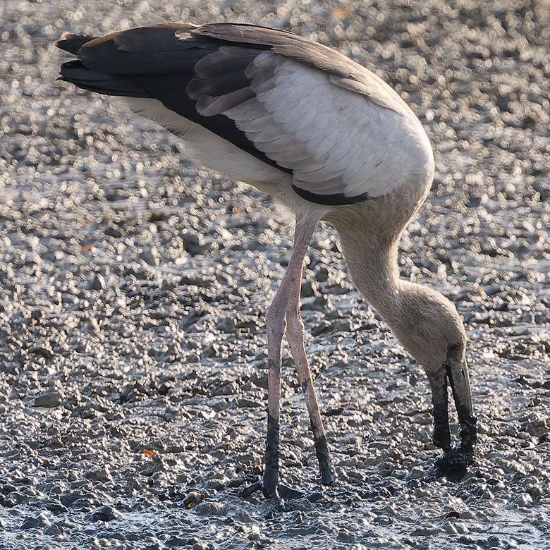 Asian Openbill