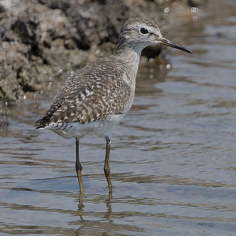 Wood Sandpiper