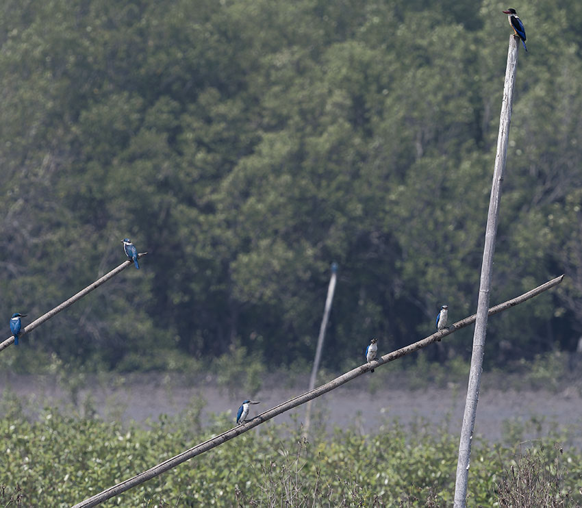 Kingfishers