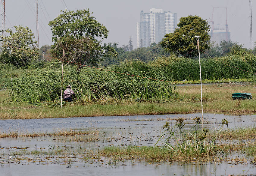 Bird watching at Mueang Boran fish ponds, Thailand