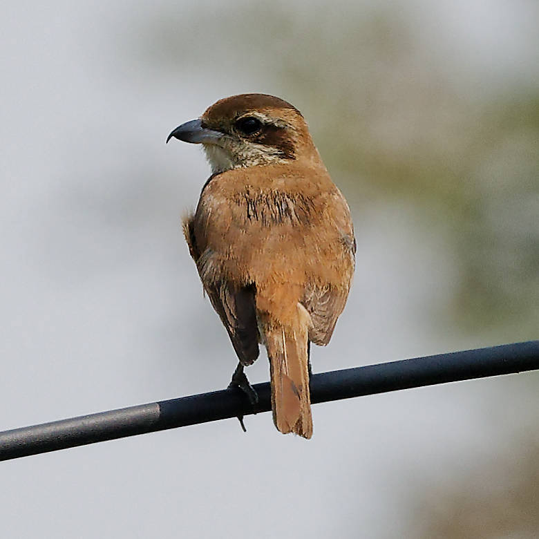 Brown Shrike