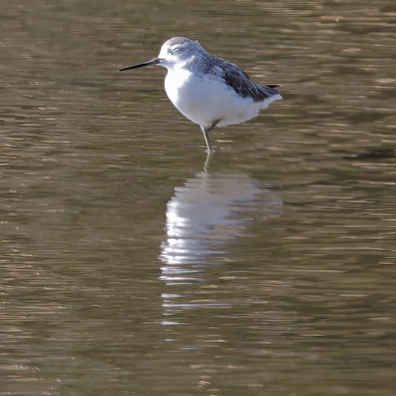 Marsh Sandpiper