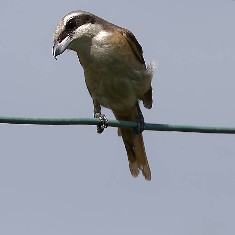 Brown Shriek