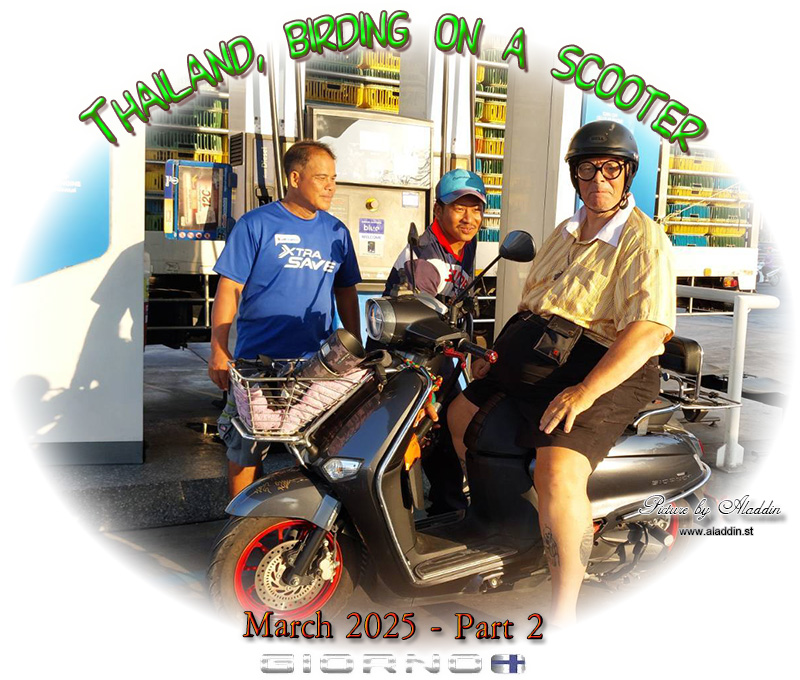 Birding/ Bird watching on a scooter in Thailand