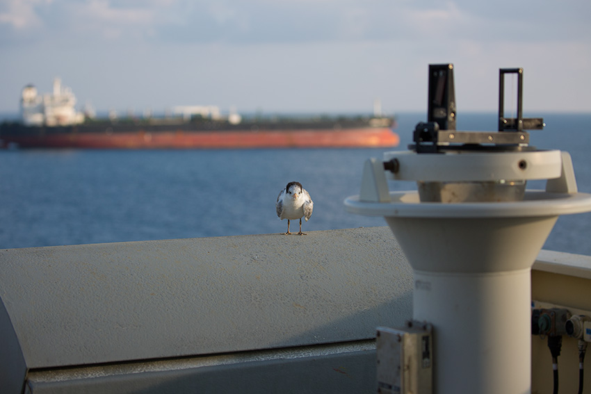 Lesser Crested Tern, Thalasseus bengalensis