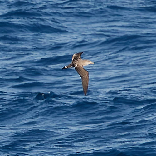 Cory's Shearwater