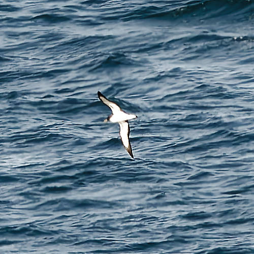 Cory's Shearwater