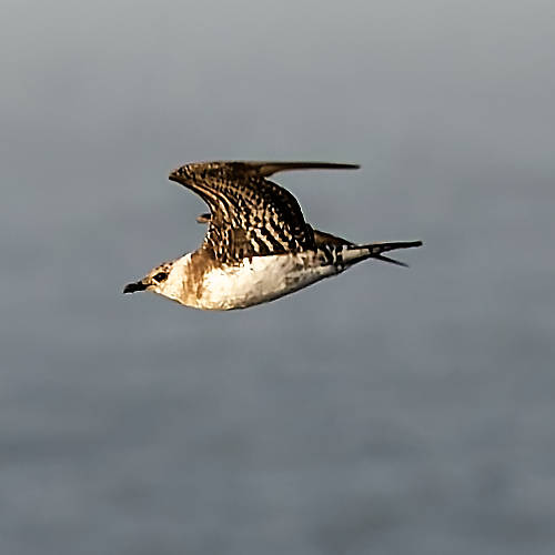 Long-tailed Skua