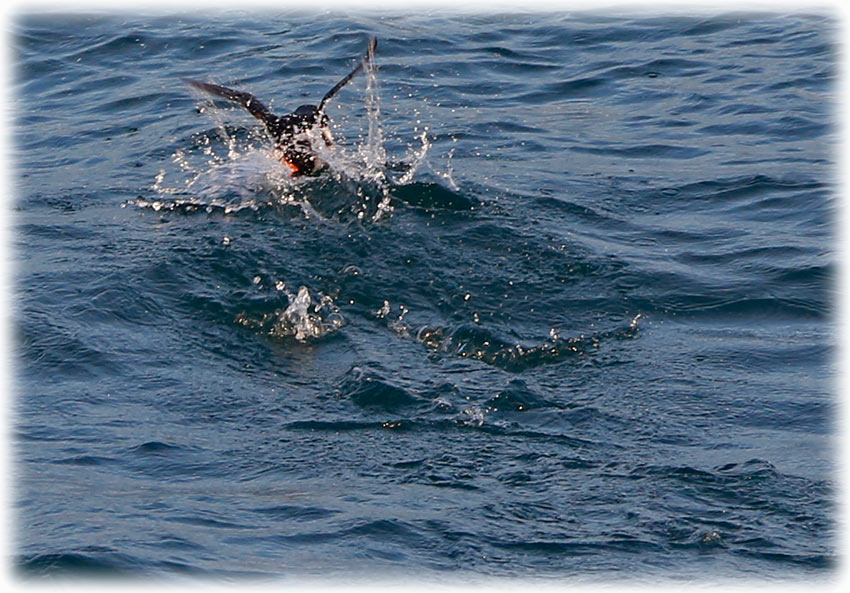 Elding whale watching in Reykjavik