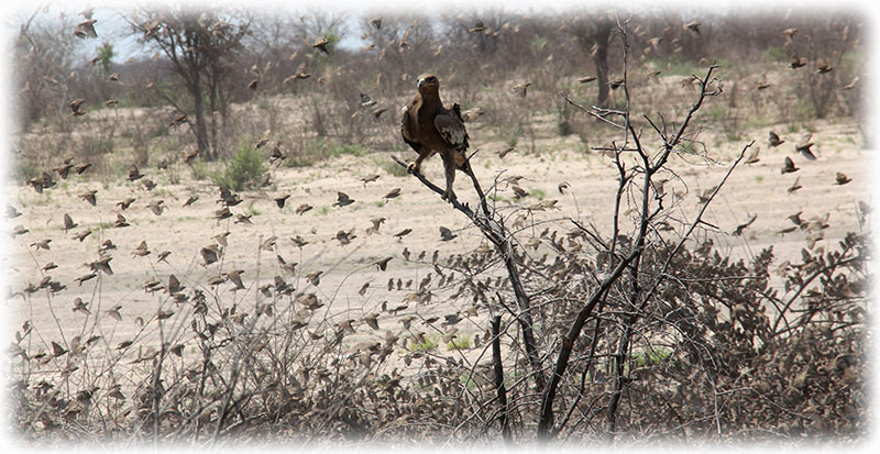 Aladdin flying to Maun from Kalahari with Wilderness Air