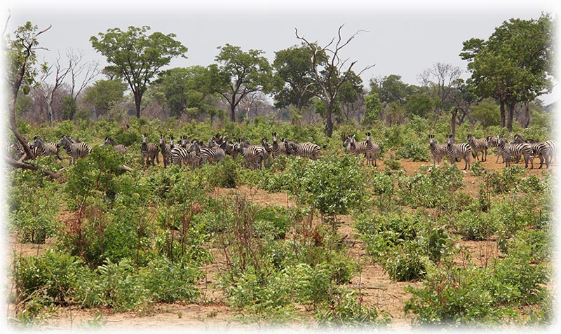 Aladdin's adventure at Chobe Game Lodge in Botswana - Game Drive