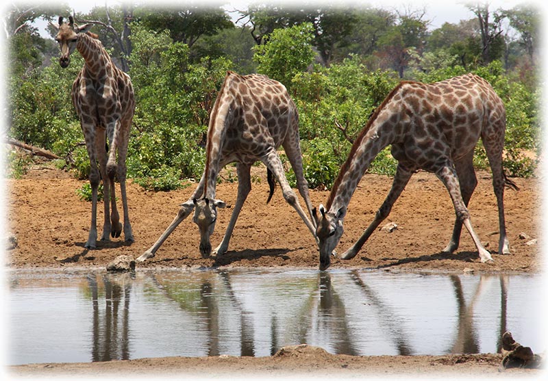 Aladdin's adventure at Chobe Game Lodge in Botswana - Game Drive