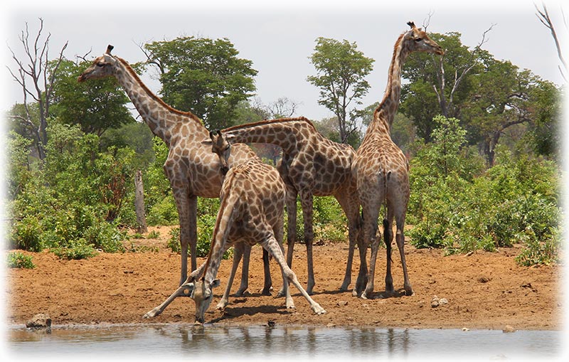 Aladdin's adventure at Chobe Game Lodge in Botswana - Game Drive