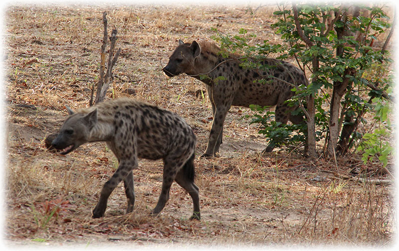 Aladdin's adventure at Chobe Game Lodge in Botswana - Game Drive