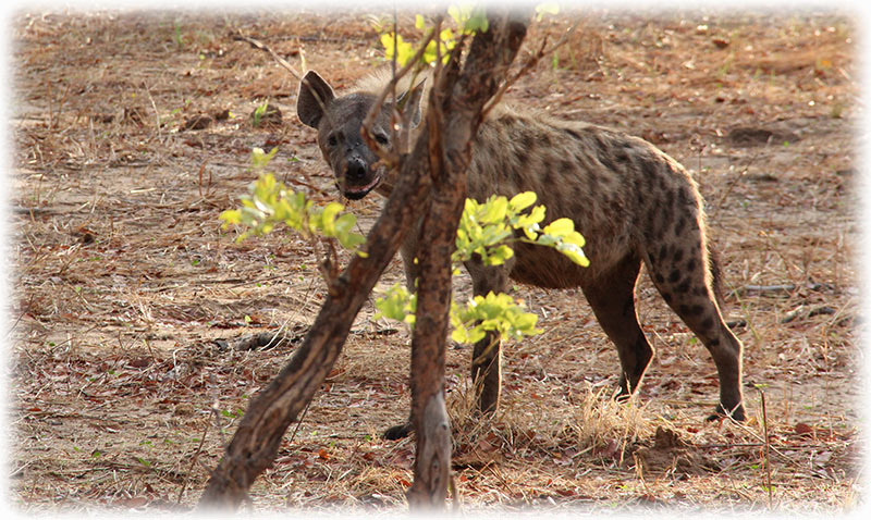 Aladdin's adventure at Chobe Game Lodge in Botswana - Game Drive