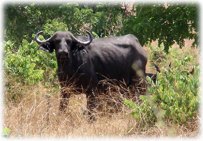 Aladdin's adventure at Chobe Game Lodge in Botswana - Game Drive