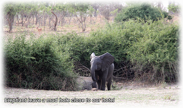 Aladdin's adventure at Chobe Game Lodge in Botswana - Game Drive