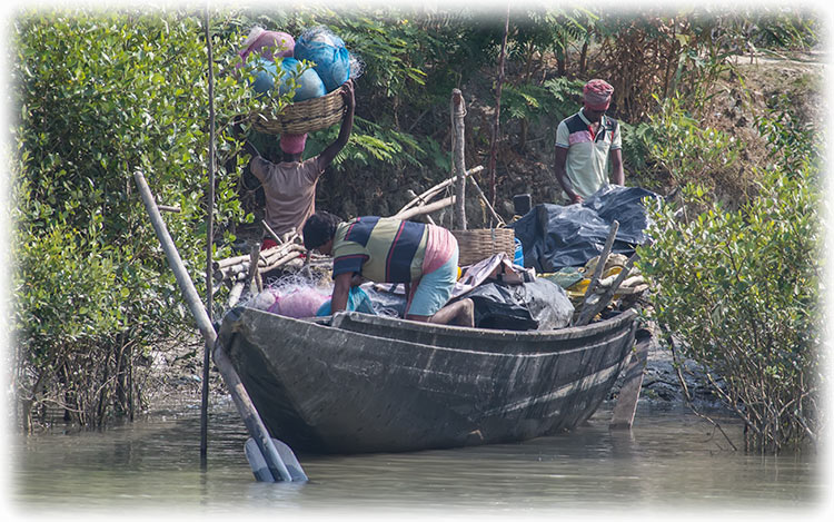 Tiger safari and bird watching in Sundarbans