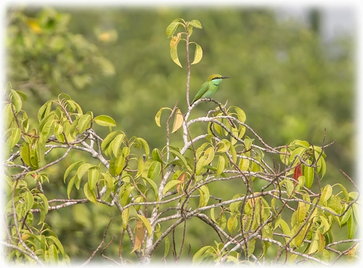 Tiger safari and bird watching in Sundarbans