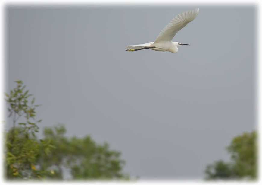 Tiger safari and bird watching in Sundarbans