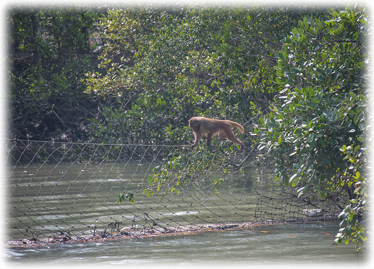 Tiger safari and bird watching in Sundarbans