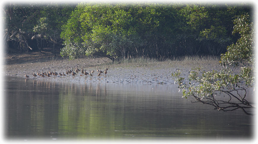 Tiger safari and bird watching in Sundarbans