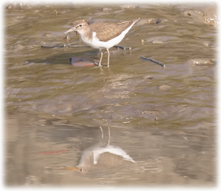 Tiger safari in Sundarbans - Common Sandpiper