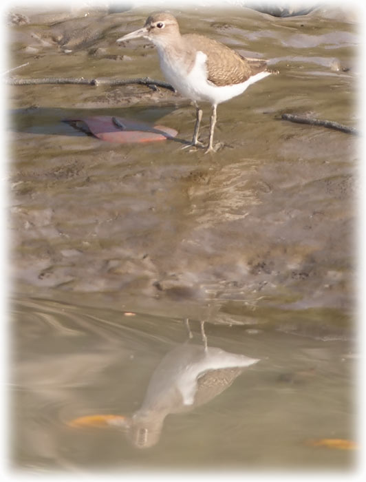 Tiger safari in Sundarbans - Common Sandpiper