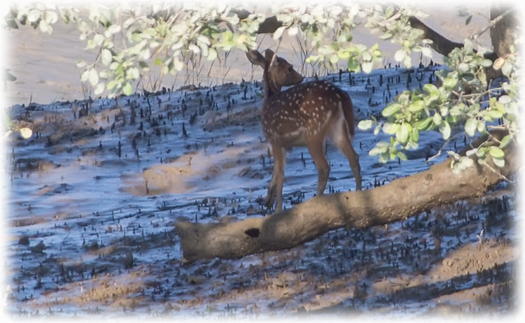 Tiger safari and bird watching in Sundarbans