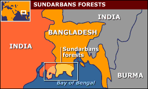 Tiger safari and bird watching in Sundarbans