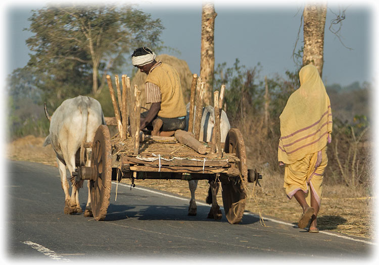 Aladdin's road trip to Pench National Park