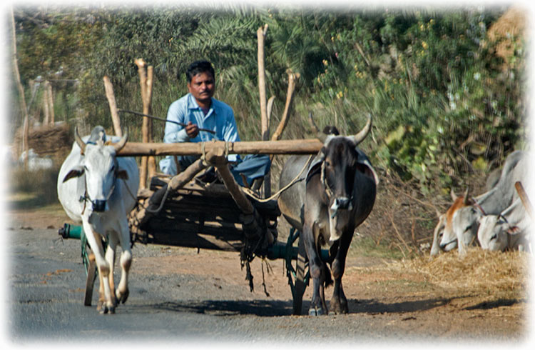 Aladdin's road trip to Pench National Park