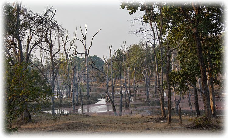 Tiger Safari in Pench National Park