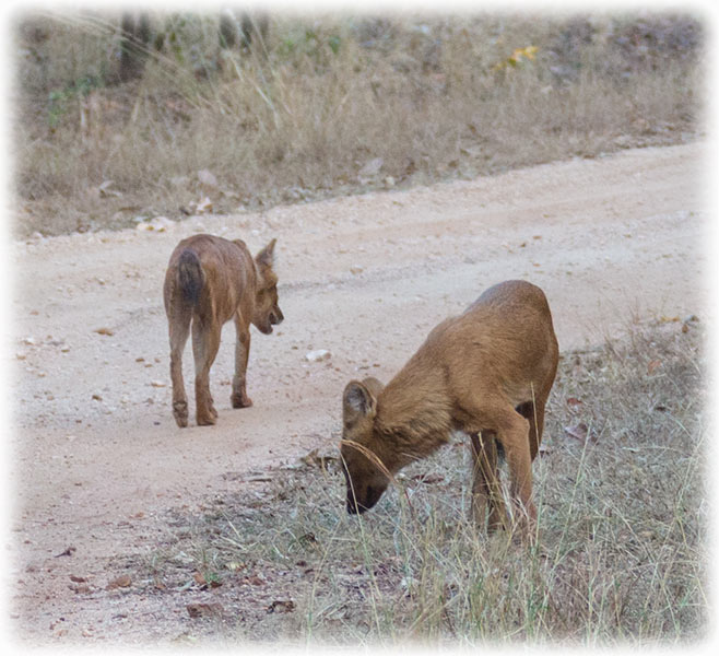 Tiger Safari in Pench National Park