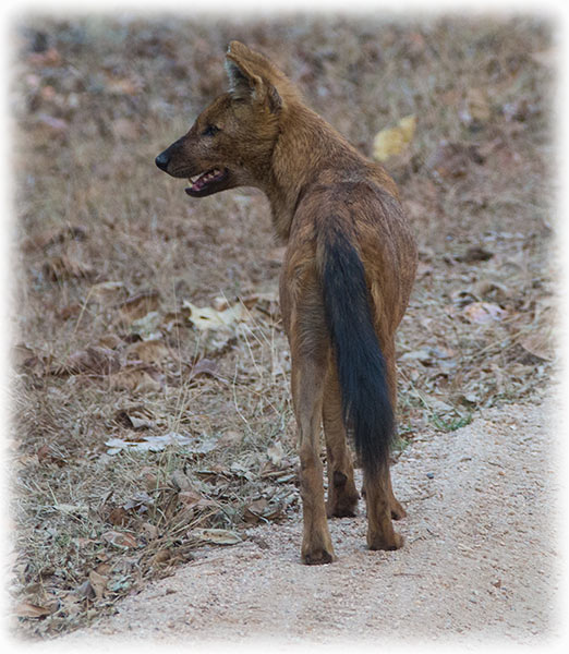 Tiger Safari in Pench National Park