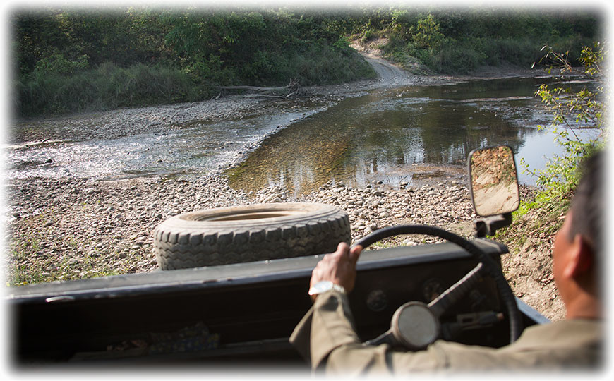 Tiger Safari and bird watching in Bardiya/ Bardia National Park, Nepal