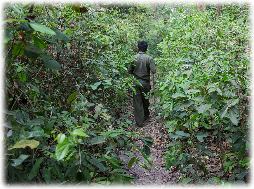 Tiger Safari and bird watching in Bardiya/ Bardia National Park, Nepal