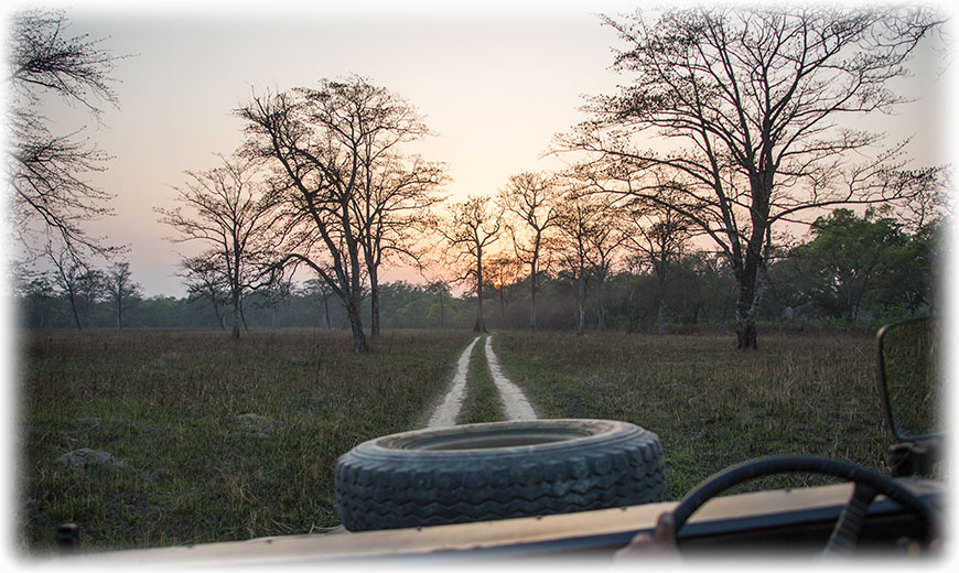 Tiger Safari and bird watching in Bardiya/ Bardia National Park, Nepal