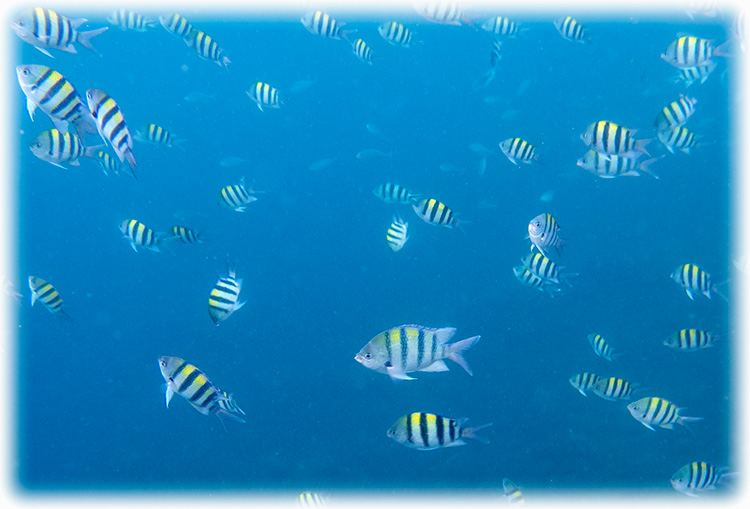 Snorkelling at Tulamben, Bali