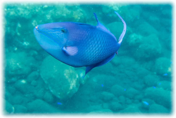 Snorkelling at Tulamben, Bali