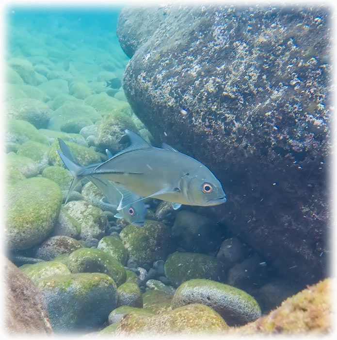 Snorkelling at Tulamben, Bali