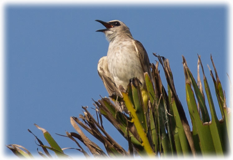 Yellow-vented Bulbul on Bali