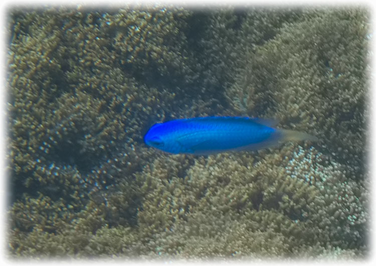 Snorkelling at Padang Bai, Bali