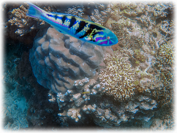 Snorkelling at Padang Bai, Bali