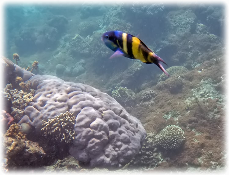 Snorkelling at Padang Bai, Bali