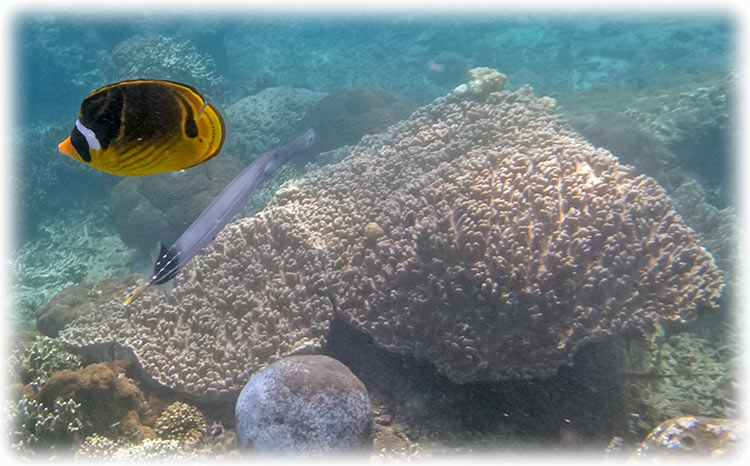 Snorkelling at Padang Bai, Bali