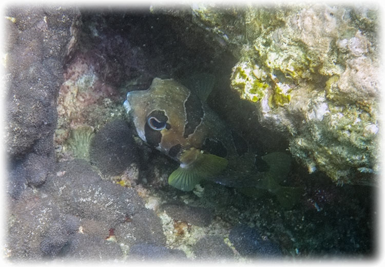 Snorkelling at Padang Bai, Bali