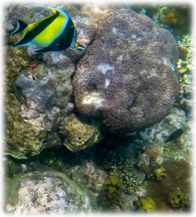 Snorkelling at Padang Bai, Bali