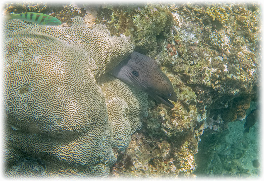 Snorkelling at Padang Bai, Bali